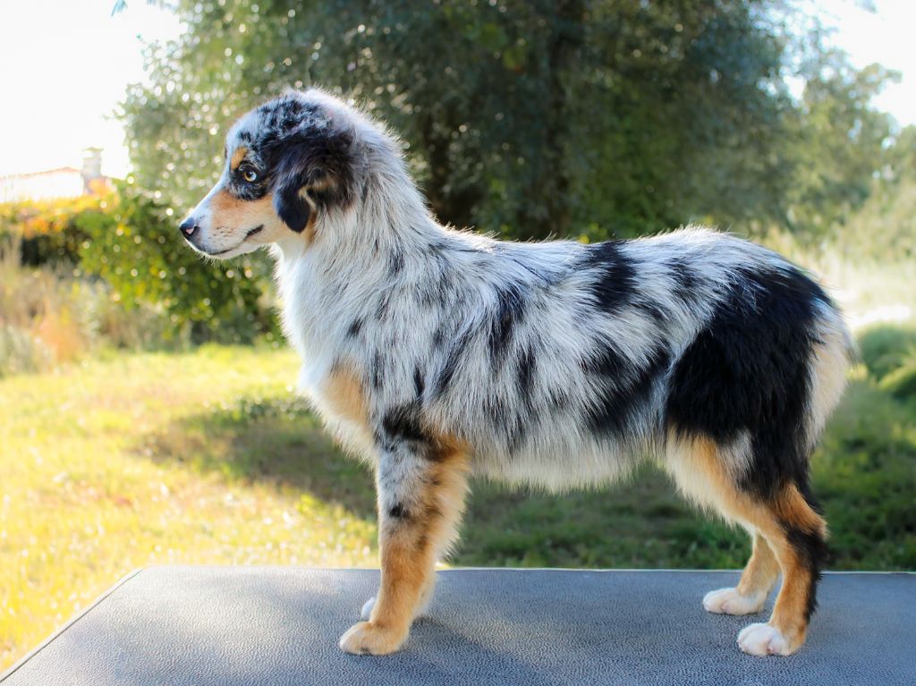 Athena Des Merveilles d’Ilona