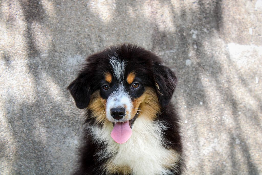 Des Merveilles d’Ilona - Chiots disponibles - Berger Américain Miniature 