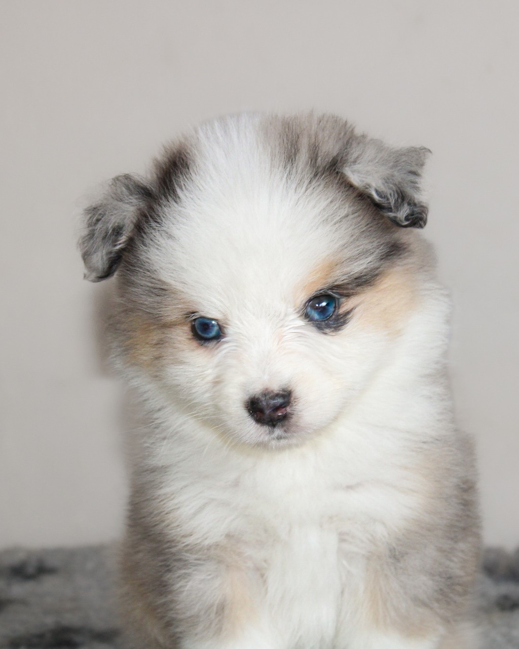 Des Merveilles d’Ilona - Berger Américain Miniature  - Portée née le 23/09/2025