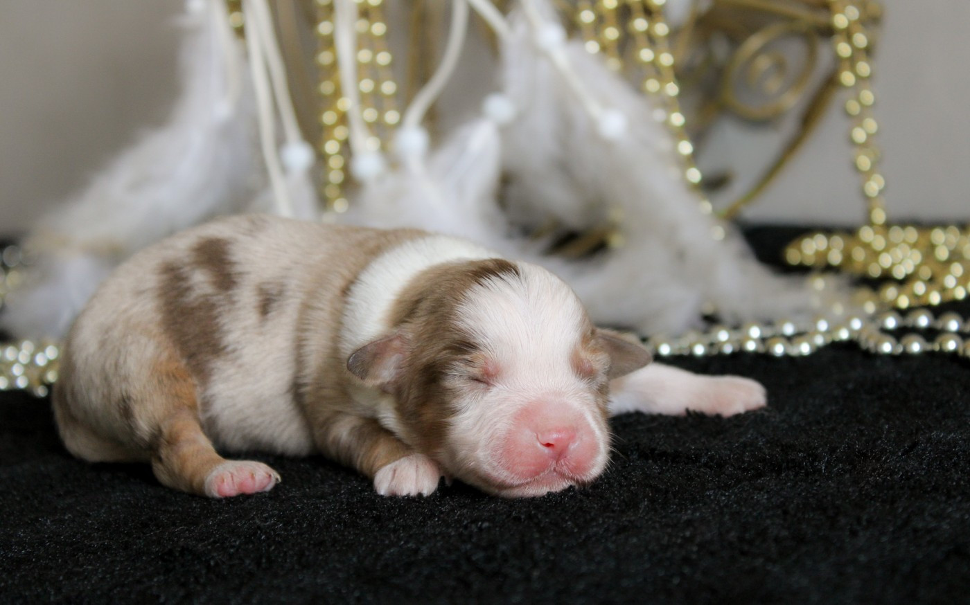 Des Merveilles d’Ilona - Chiots disponibles - Berger Américain Miniature 