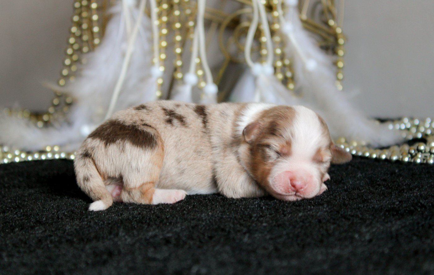 Des Merveilles d’Ilona - Chiots disponibles - Berger Américain Miniature 