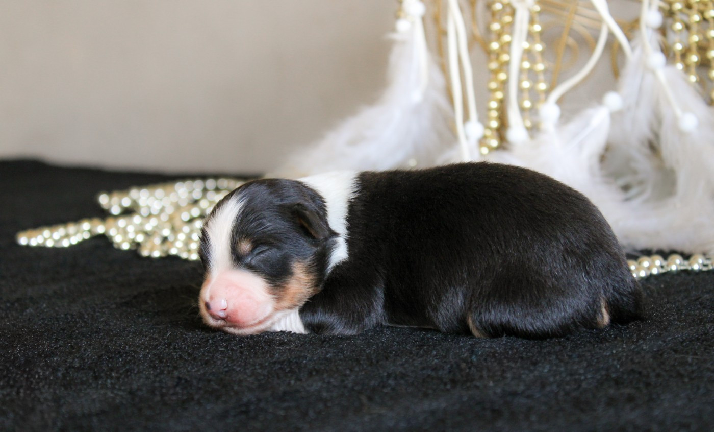 Des Merveilles d’Ilona - Chiots disponibles - Berger Américain Miniature 