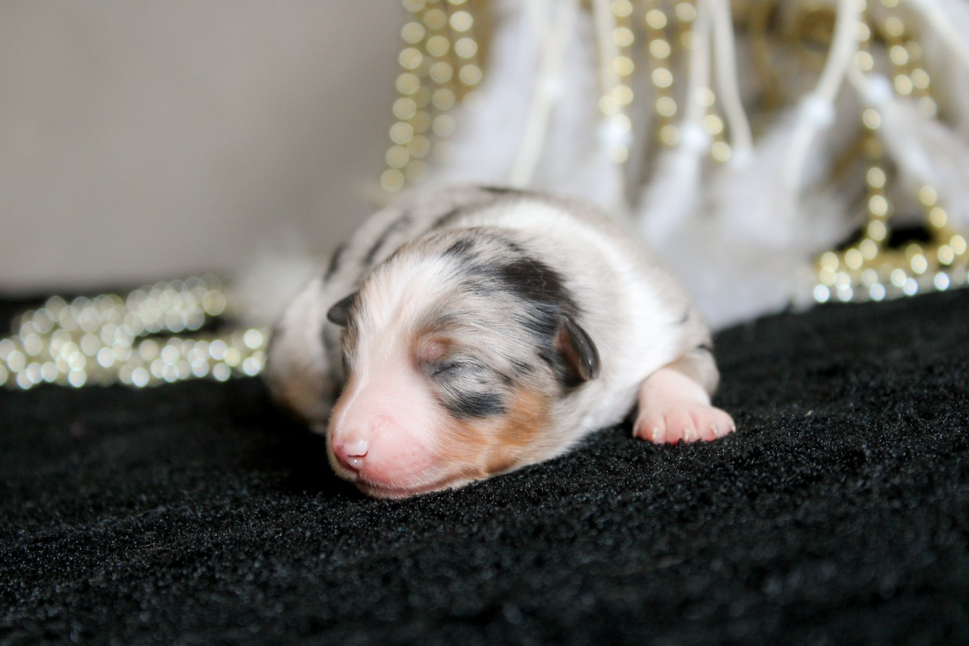 Des Merveilles d’Ilona - Chiots disponibles - Berger Américain Miniature 