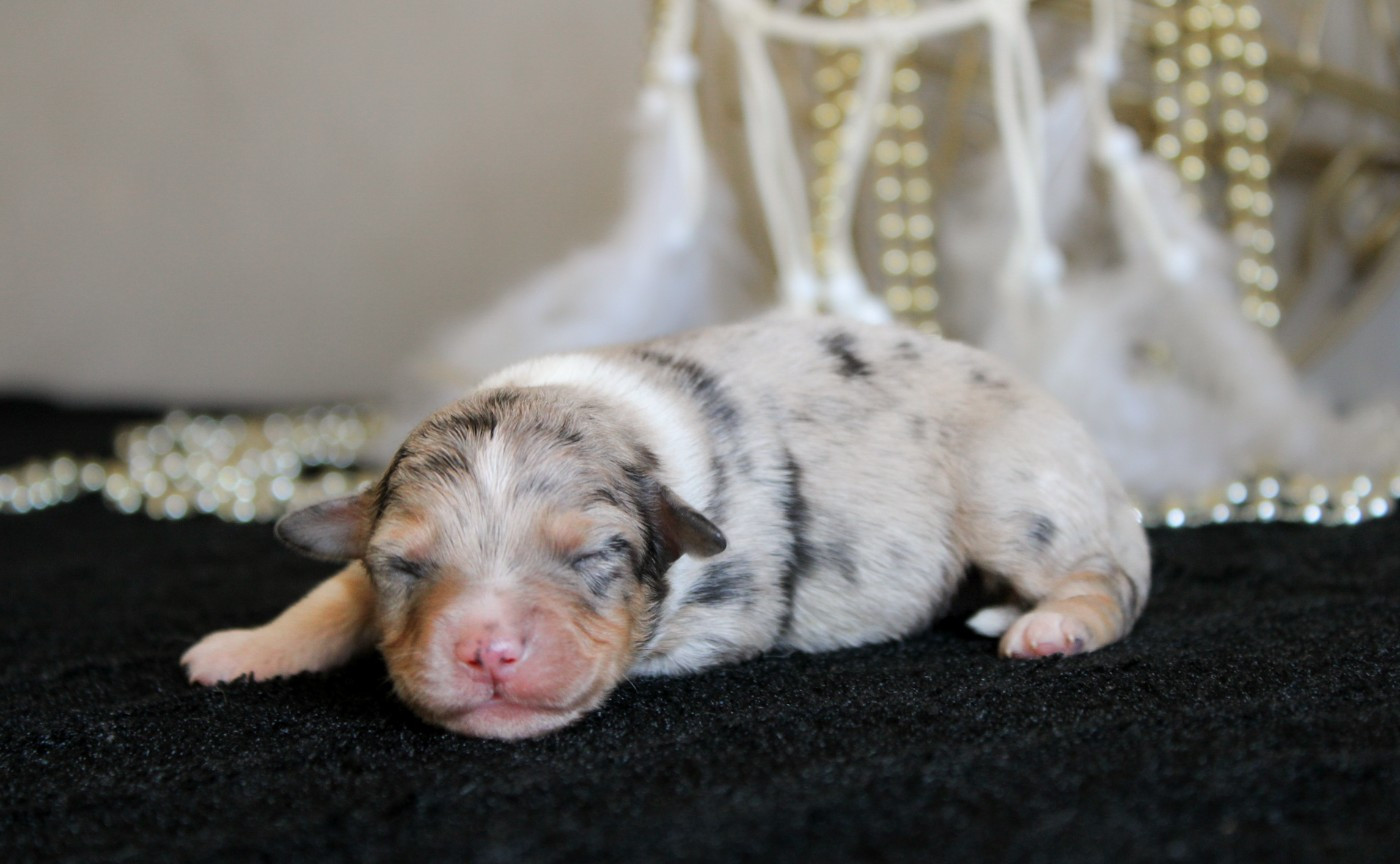 Des Merveilles d’Ilona - Chiots disponibles - Berger Américain Miniature 