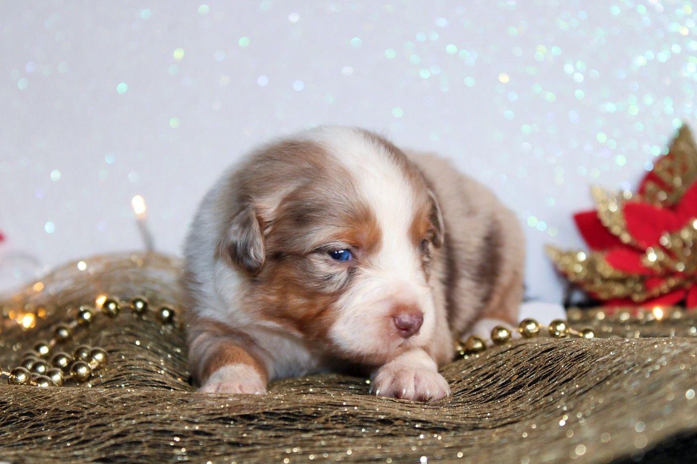 Des Merveilles d’Ilona - Chiots disponibles - Berger Américain Miniature 