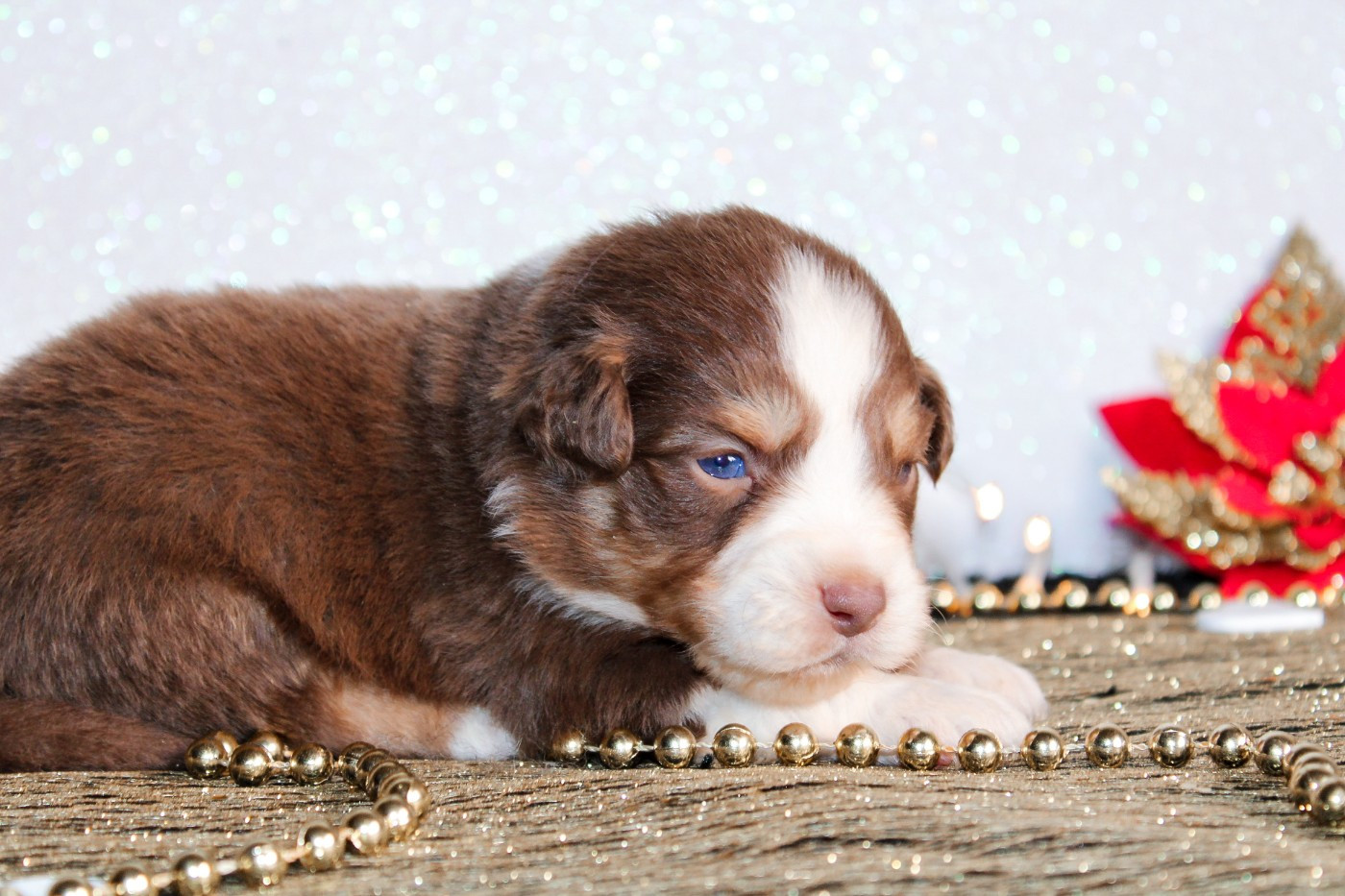 Des Merveilles d’Ilona - Chiots disponibles - Berger Américain Miniature 