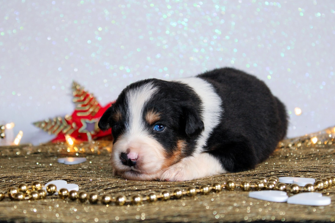 Des Merveilles d’Ilona - Chiots disponibles - Berger Américain Miniature 