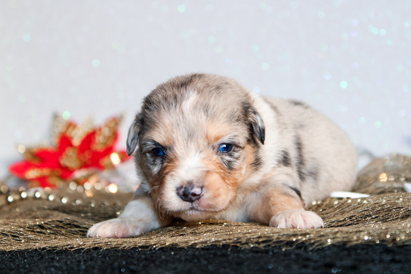 Des Merveilles d’Ilona - Chiots disponibles - Berger Américain Miniature 