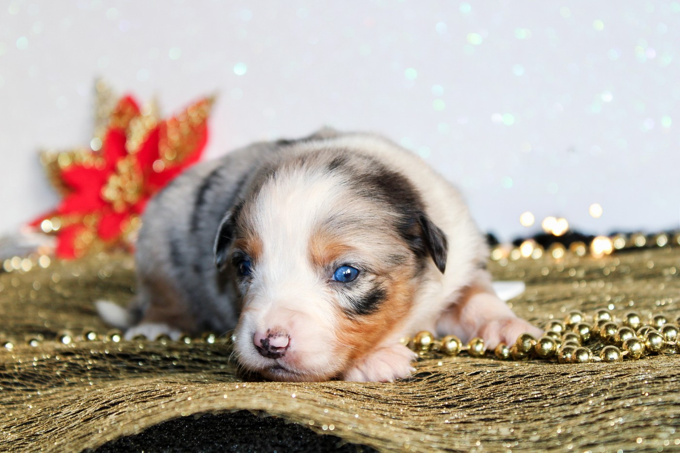 Des Merveilles d’Ilona - Chiots disponibles - Berger Américain Miniature 