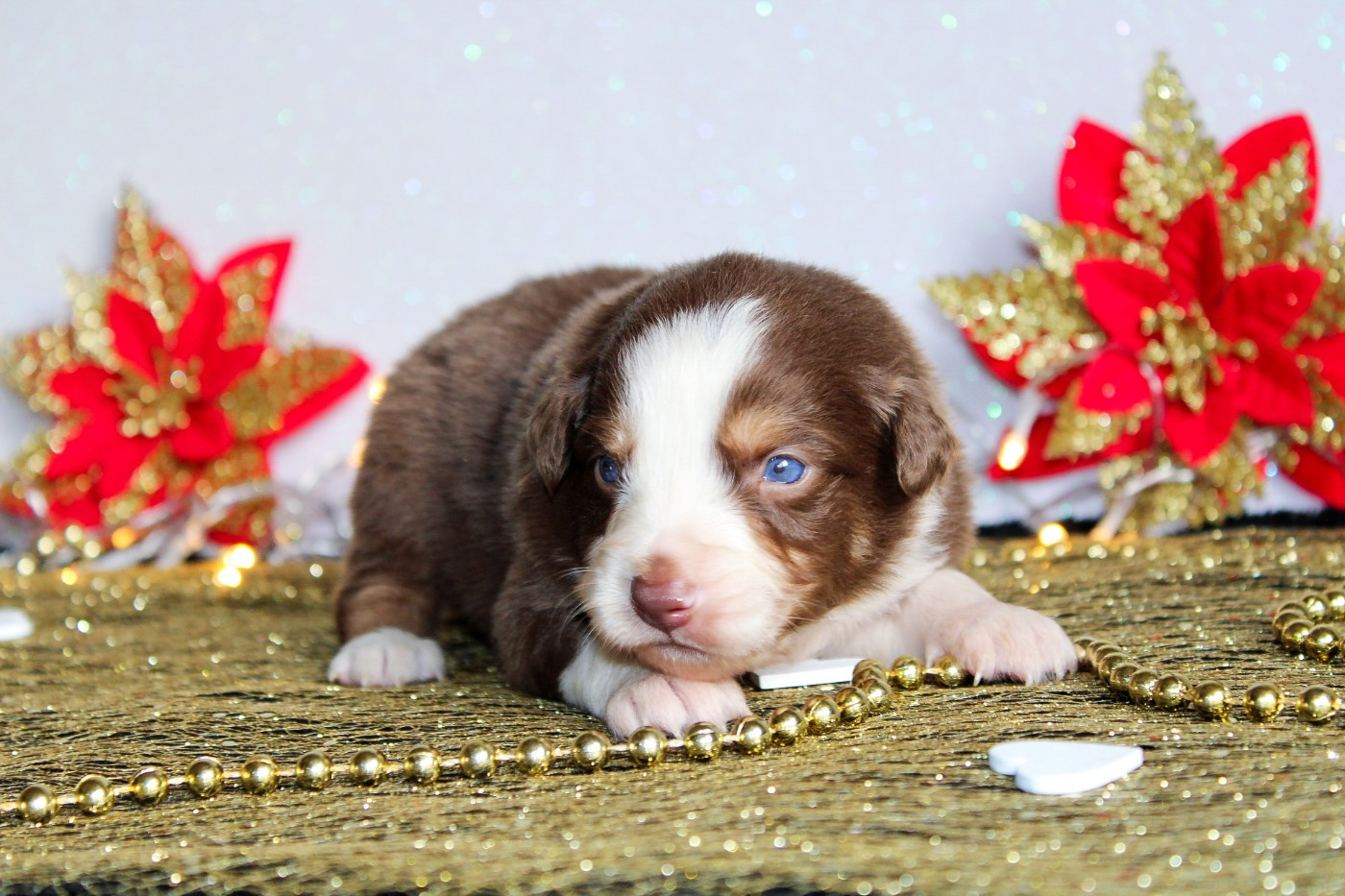 Des Merveilles d’Ilona - Chiots disponibles - Berger Américain Miniature 