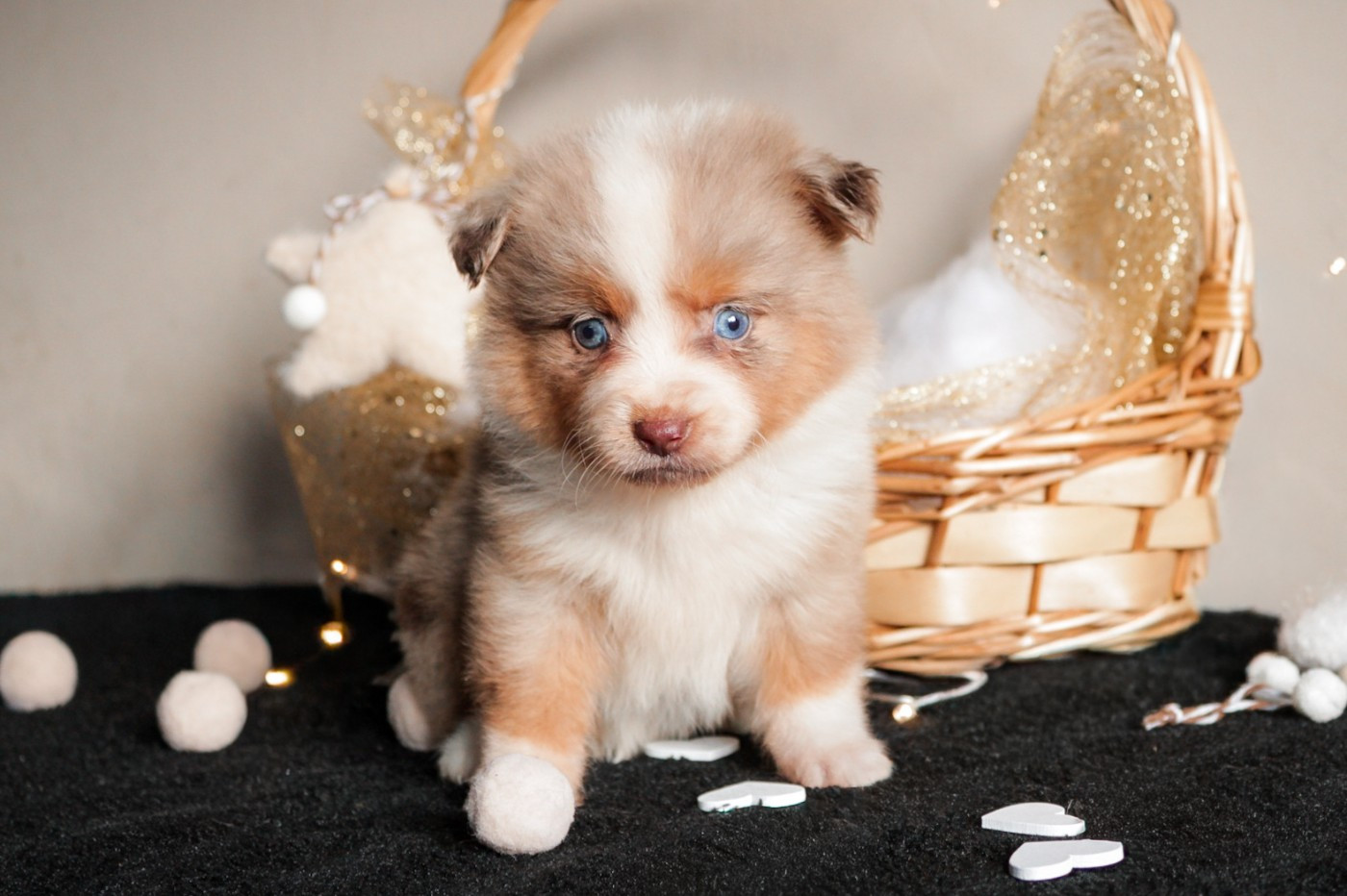 Des Merveilles d’Ilona - Chiots disponibles - Berger Américain Miniature 