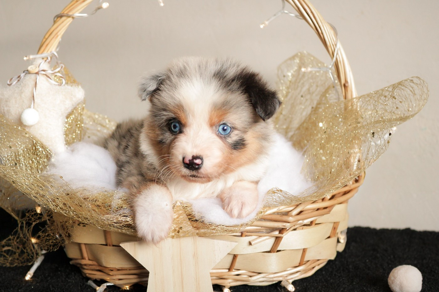 Des Merveilles d’Ilona - Chiots disponibles - Berger Américain Miniature 