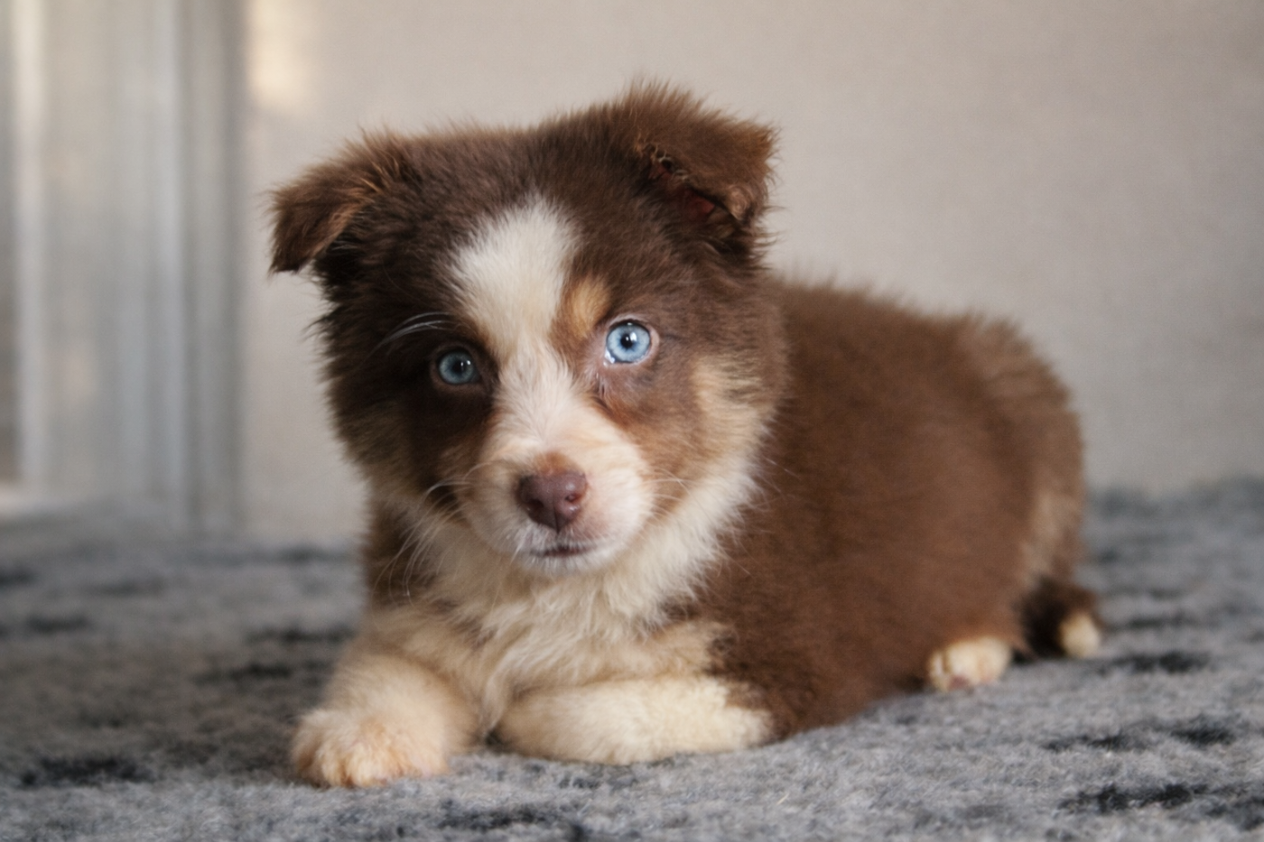 Des Merveilles d’Ilona - Chiots disponibles - Berger Américain Miniature 