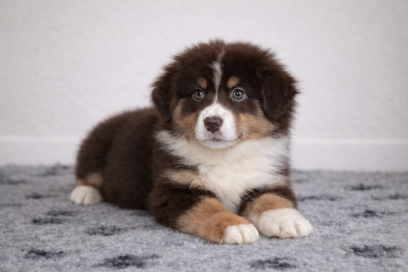 Des Merveilles d’Ilona - Chiots disponibles - Berger Américain Miniature 