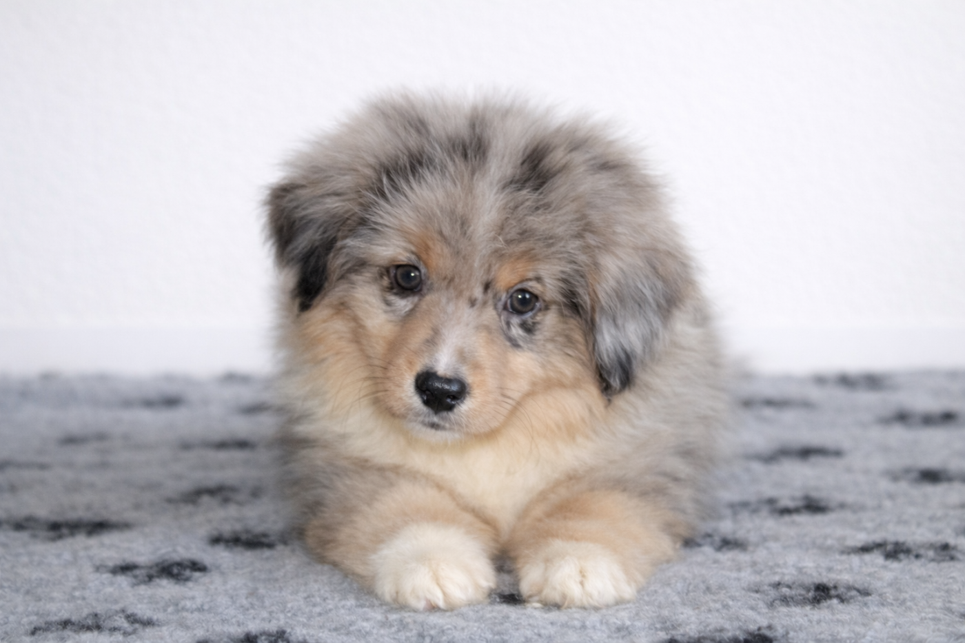 Des Merveilles d’Ilona - Chiots disponibles - Berger Américain Miniature 