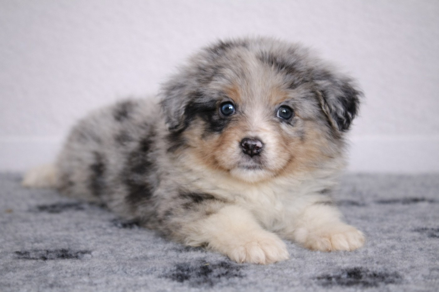 Des Merveilles d’Ilona - Chiots disponibles - Berger Américain Miniature 