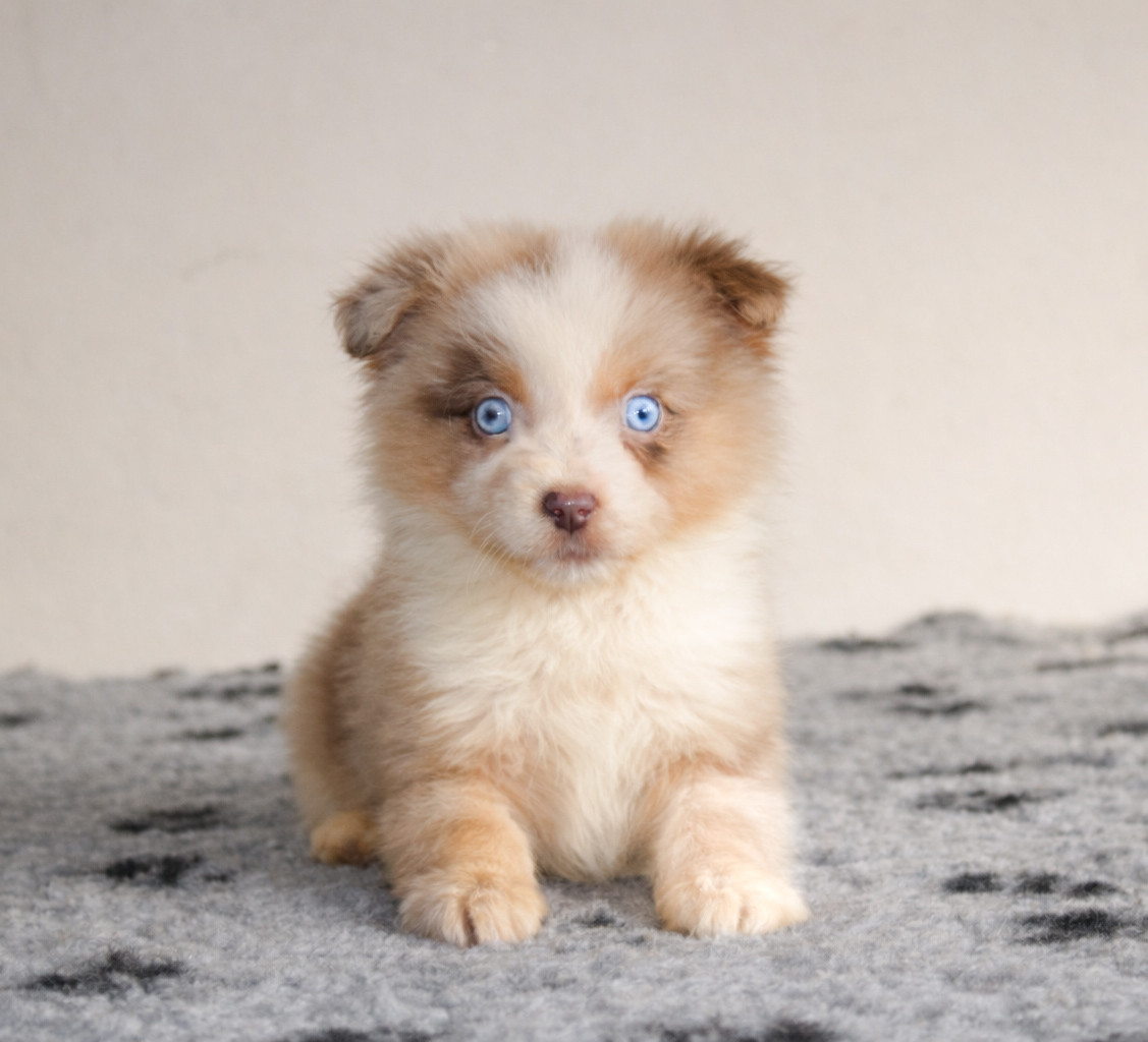 Des Merveilles d’Ilona - Berger Américain Miniature  - Portée née le 18/11/2025