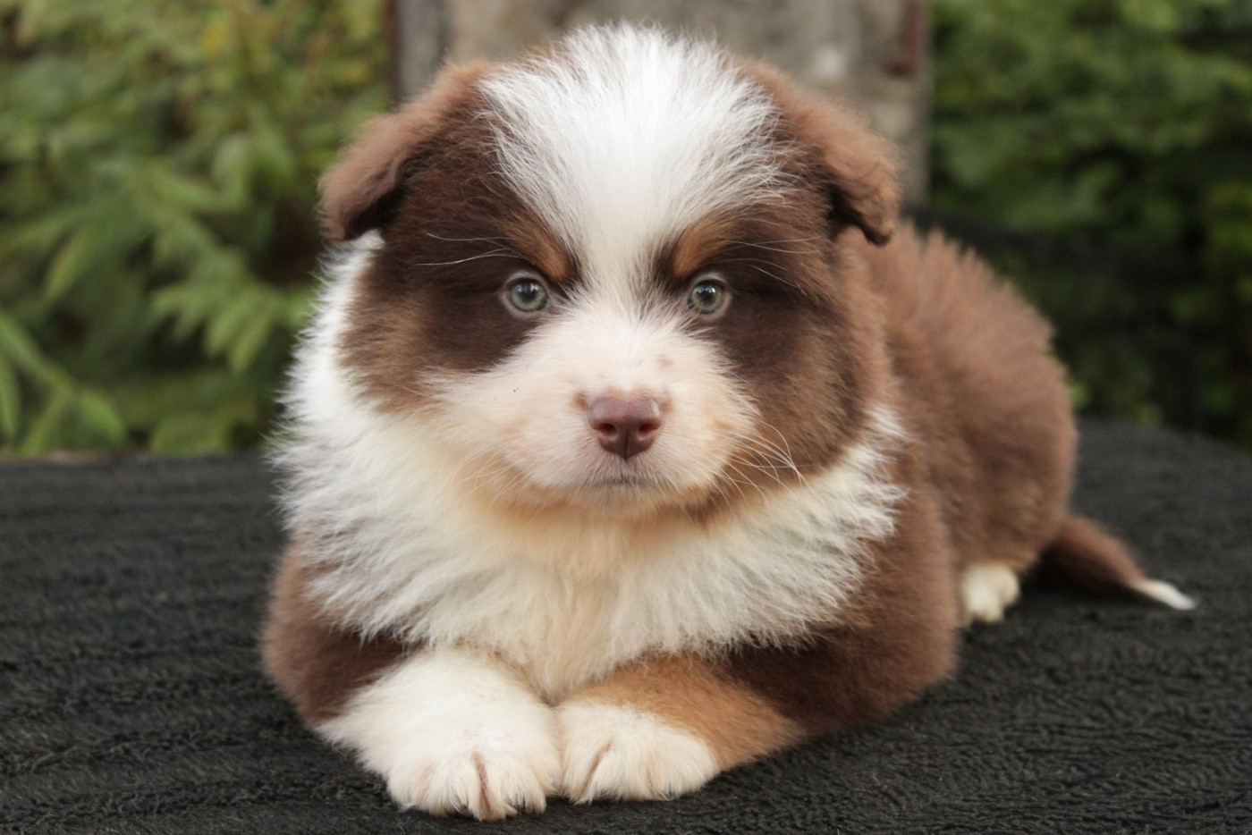 Des Merveilles d’Ilona - Chiots disponibles - Berger Américain Miniature 
