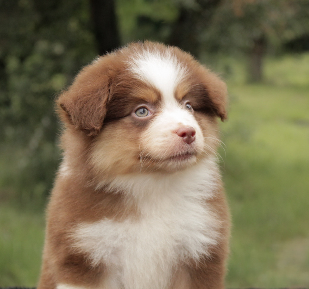 Des Merveilles d’Ilona - Chiots disponibles - Berger Américain Miniature 
