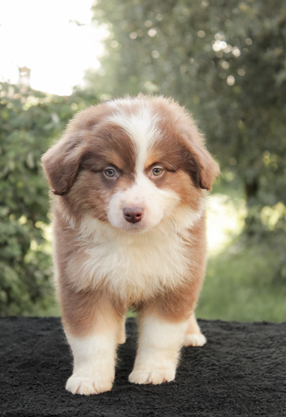 Des Merveilles d’Ilona - Chiots disponibles - Berger Américain Miniature 