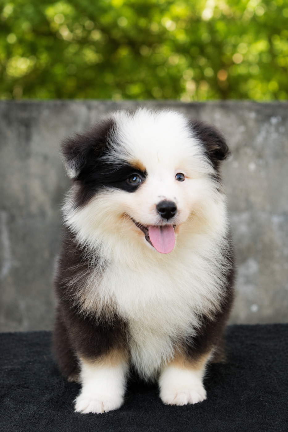 Des Merveilles d’Ilona - Chiots disponibles - Berger Américain Miniature 