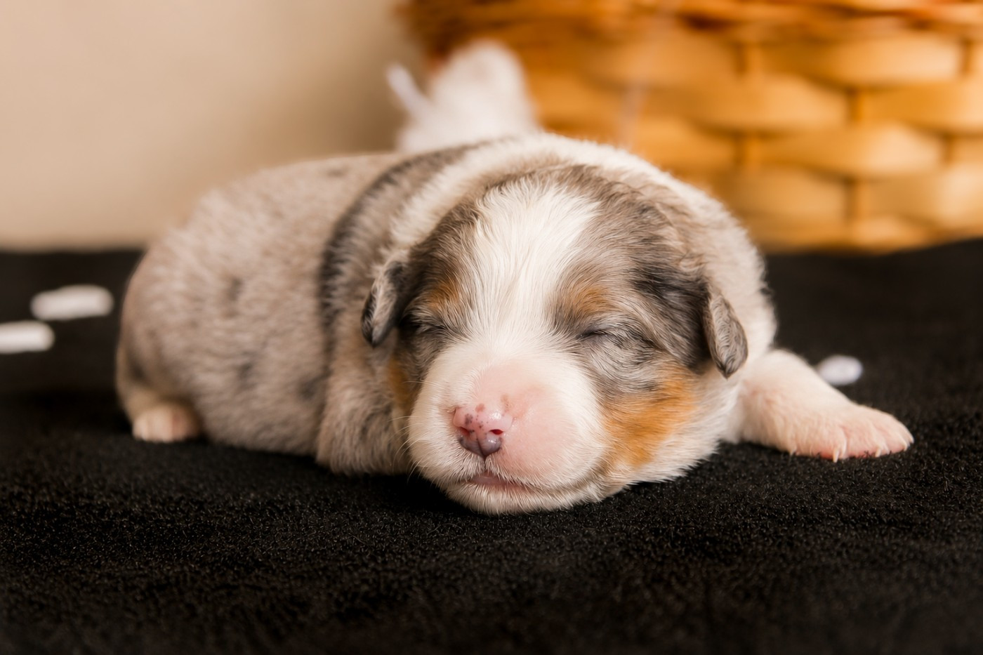 Des Merveilles d’Ilona - Chiots disponibles - Berger Américain Miniature 