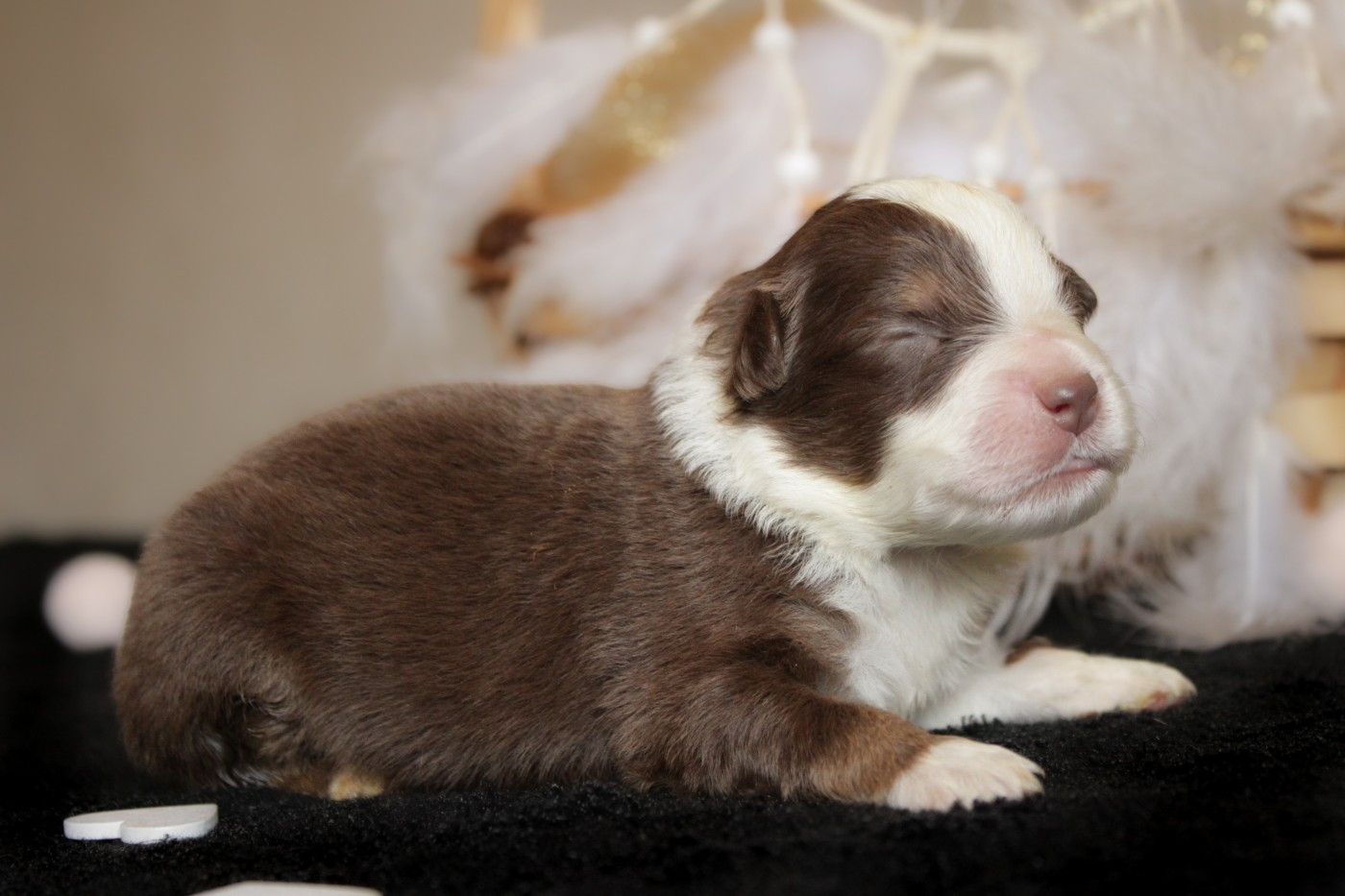 Des Merveilles d’Ilona - Chiots disponibles - Berger Américain Miniature 