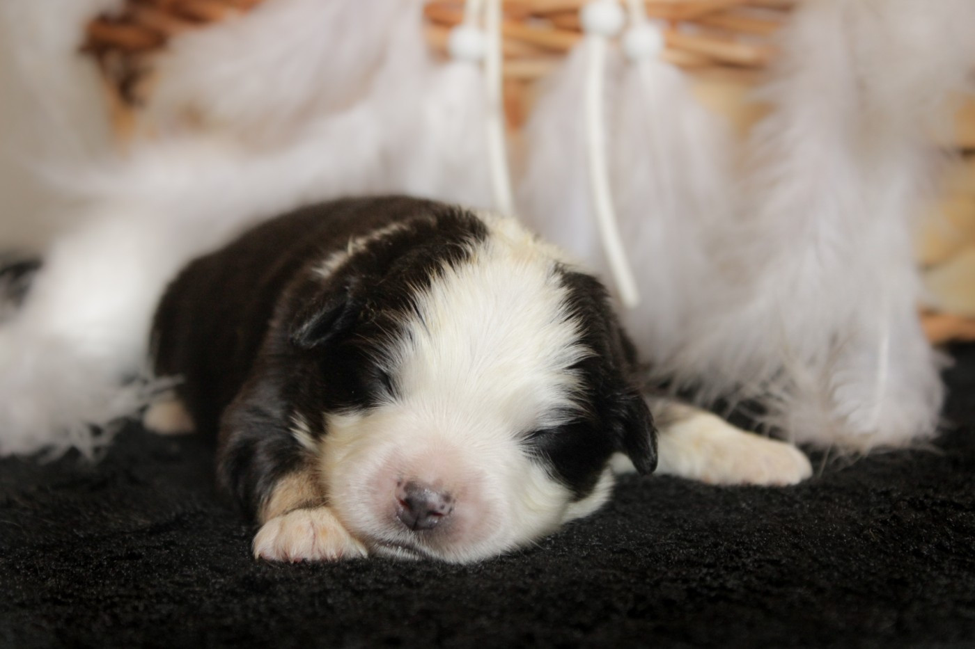 Des Merveilles d’Ilona - Chiots disponibles - Berger Américain Miniature 