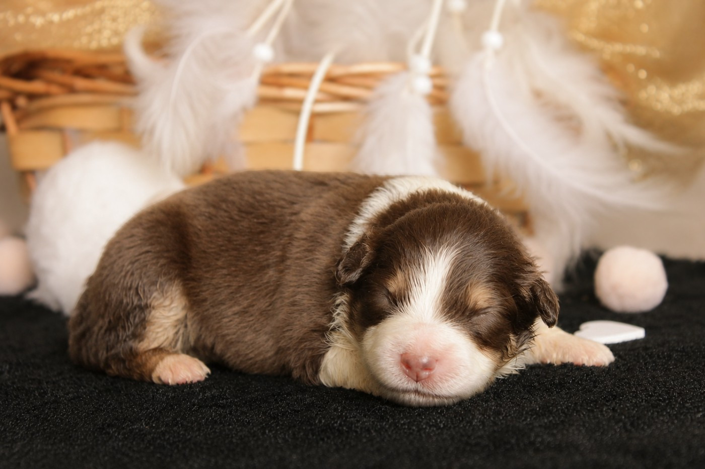 Des Merveilles d’Ilona - Chiots disponibles - Berger Américain Miniature 