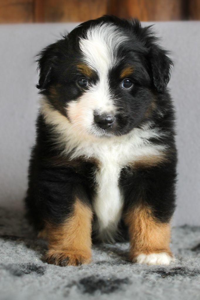 Des Merveilles d’Ilona - Berger Américain Miniature  - Portée née le 08/03/2024