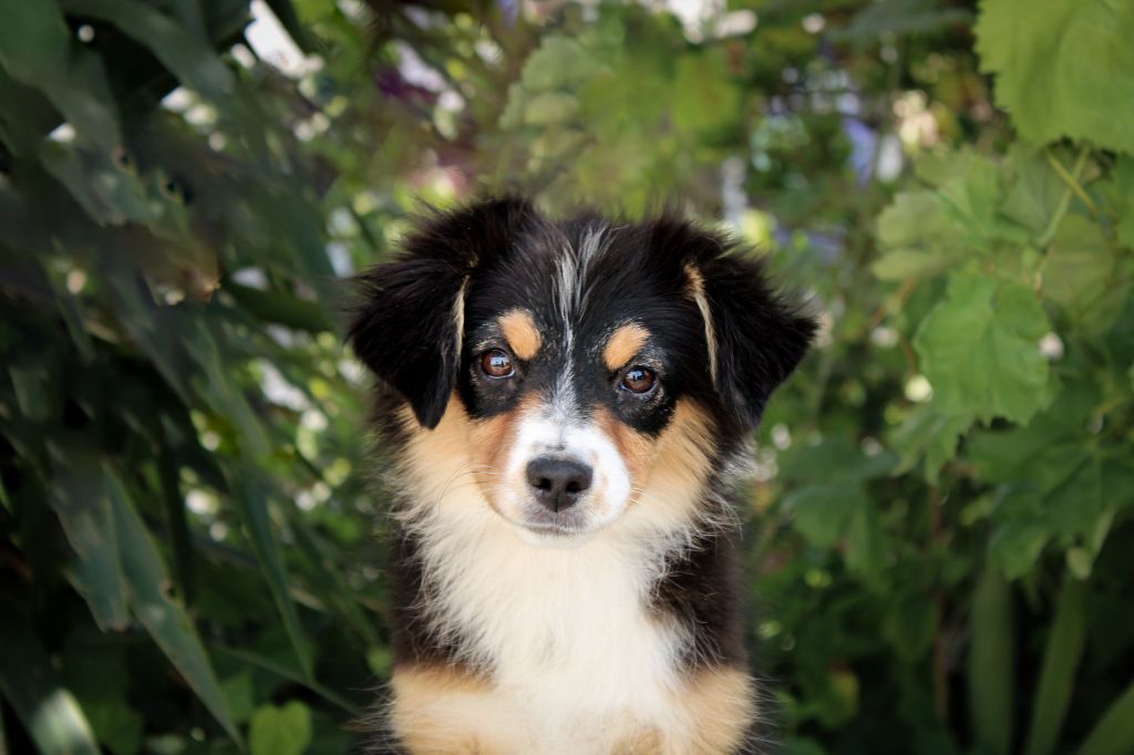 Des Merveilles d’Ilona - Chiots disponibles - Berger Américain Miniature 
