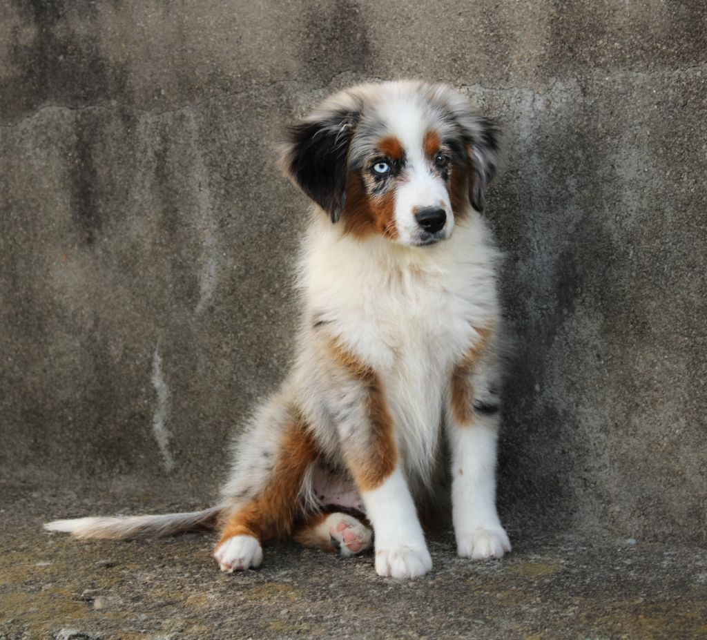 Des Merveilles d’Ilona - Chiots disponibles - Berger Américain Miniature 
