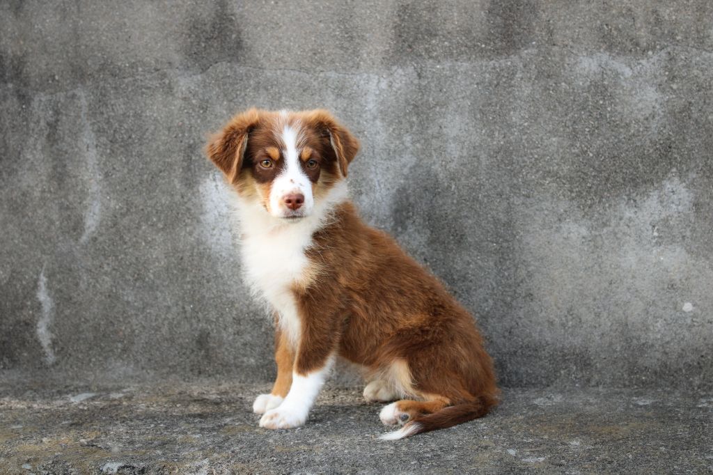 Des Merveilles d’Ilona - Chiots disponibles - Berger Américain Miniature 